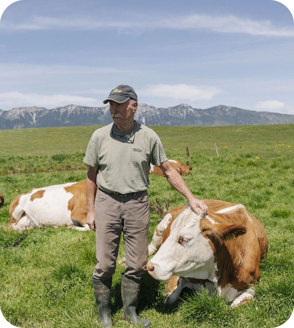 Malgaro con mucca al pascolo in Lessinia