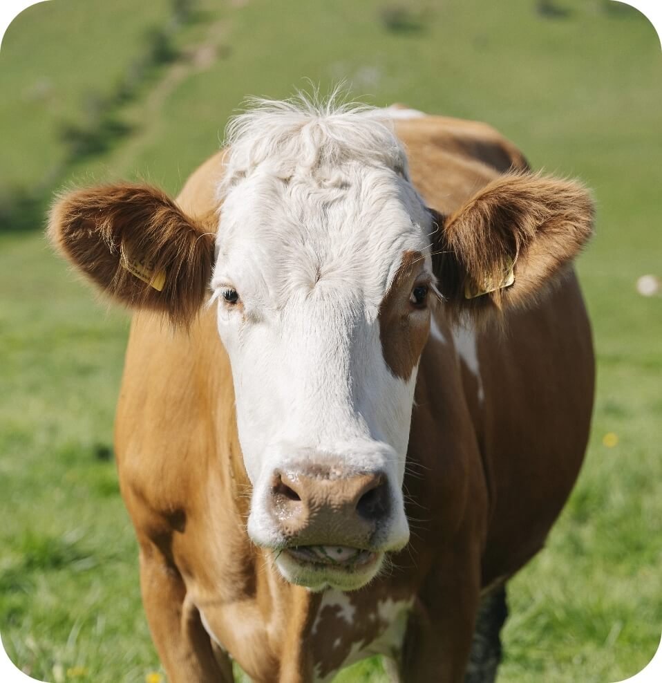 Mucche al pascolo al tramonto sulle montagne vicino al lago di Garda.