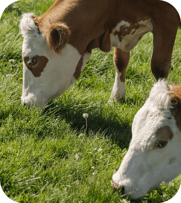 Mucche al pascolo su prato di montagna verde